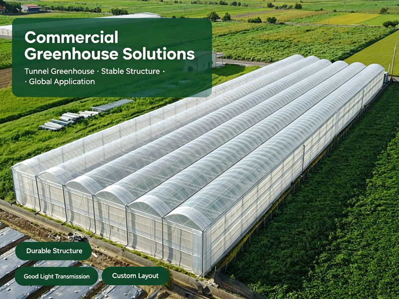Multi-span tunnel greenhouse aerial view, professional greenhouse manufacturer from Shouguang